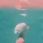 Lil cox - Drowning