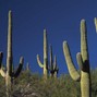 Yung La Flame - CACTUS