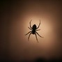 Cam Curto - Spider