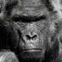 EXODUSPRODUCER - 🎵 King Kong Ain't Got Sh*t On Me | Hard Trap Beat | Epic 808s