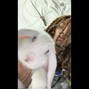 Anatole.lzc -  RABBIT