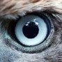 Esintrik  - Pretty Hawk Eye