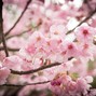 TSUNAMI - SAKURA (prod. by TSUNAMI)