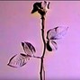 Shmife - Mr.LapTOP