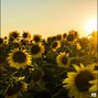 MuxOfficial - (FREE) Folk Acoustic Type Beat " Sun Flowers " | Folk Type Beat 