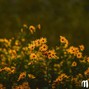 MuxOfficial - (FREE) Acoustic Folk Type Beat On My Mind 