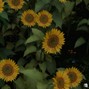 MuxOfficial - (FREE) Acoustic Guitar Type Beat " Happier WithYou " | Indie Folk 