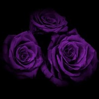 prodVrose