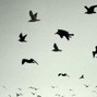 HMR Beats - BIRDS
