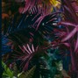 Chaz - jungle 104BPM (tyga)