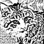Dangercat - savage