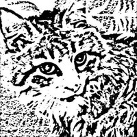 Dangercat