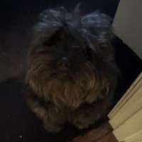 quadfxur