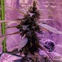 EVIL FIEND - SMOKIN' LOUD