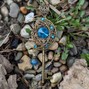 Velpu - Bejeweled