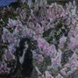 lonelybogema - «Nova» - Archivecore