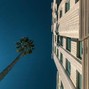 mookie magnolia - 90212