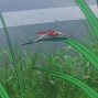 moobozaa - dragonflies are cool