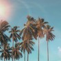 antropolita - PALM TREES (TROPICAL DANCEHALL x SUMMER POP TYPE BEAT)