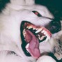 aylin - teeth