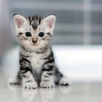 kittnb