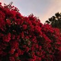 PunkyBoi - DEAD ROSES
