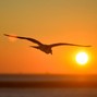 annie1erasmus - Flying into the sun
