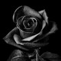 stonedredroses - attached