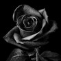 stonedredroses - introspect