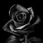 stonedredroses - vices