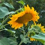 hmb.music - Sunflower -- Alternative Music