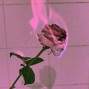Sunshine - Lately