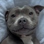 hijaaws - pitbull 195 @hijaaws @minkbaby_ 