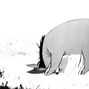 xzkxr - eeyore