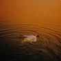 Chkody - Feathers (Billie Eilish x Pop)