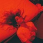 Chkody - Muses (Billie Eilish x Dark Pop)