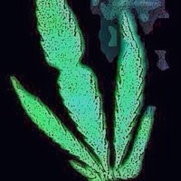 7Day (Email for stems and wavs purchases etc)