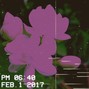  GTB Lino - Jasmine