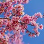 bian - spring blossoms