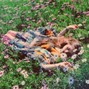 W!LLER - Flowers | Indie Rock x Indie Pop Type Beat