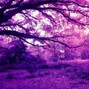 shampain - purple jungle