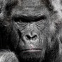 shampain - Ape sh!t