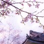 MrTokyoX - Cherry Blossom