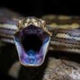 TopTierBeatz - Slithering Snake
