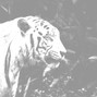 PROD By AD - 2HOLLIS "TIGER CLAWS" TYPE BEAT