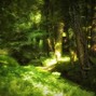 newcolours - "woods" - ambient x nature type beat