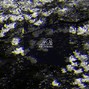 Kalamari - Sakura
