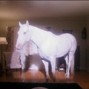 BUMPEE - white horse