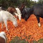 BUMPEE - sunrayz