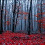 aresad - Red Ash